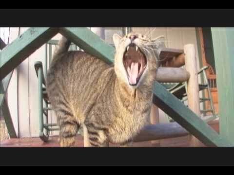 Cutest Cat Casting Call!