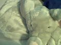 Ben on the Elephant blankie