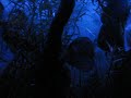 Planted Discus Tank at night