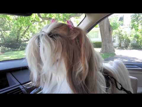 plane travel - I finally was able to film my process for prepping Winnie for air travel all the way from going to the vet for her health certificate to actually being on th...