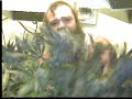 Grandaddy Purple Pull part 2