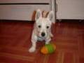 Ralph The Westie