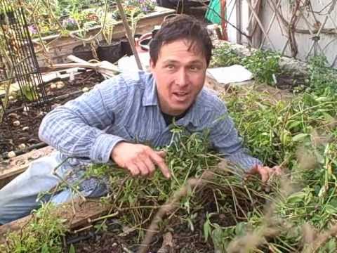 how to harvest vietnamese mint