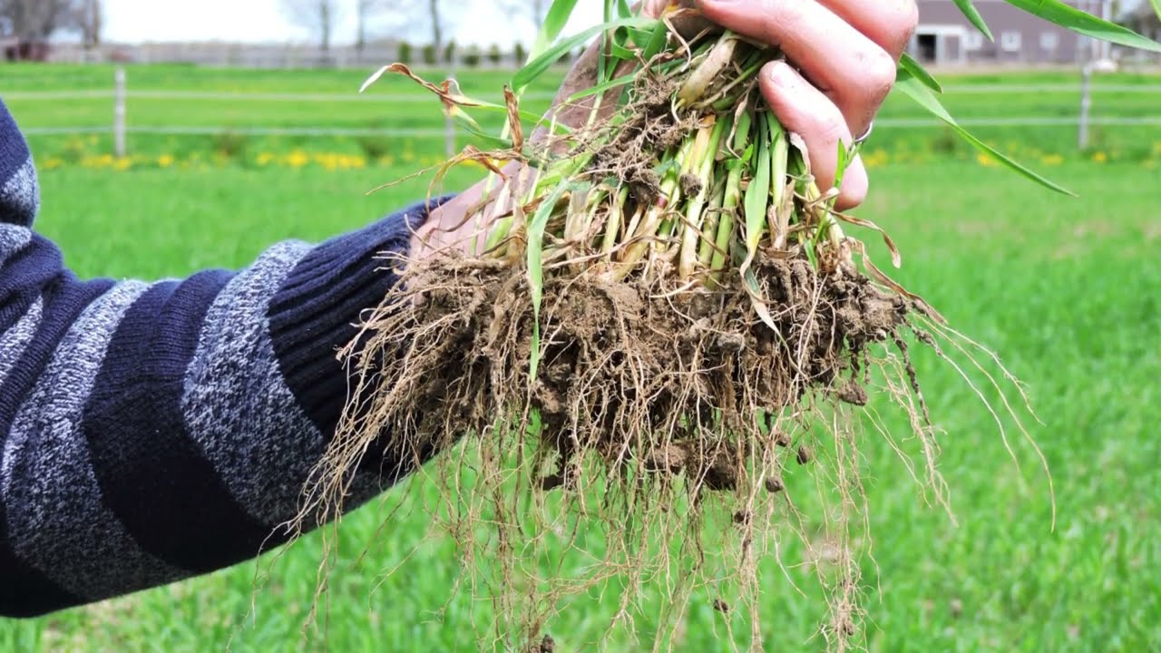 Soil Health Reclamation