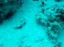 A Couple of Crab-eyed Goby A Couple of Crab-eyed Goby