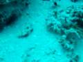 A Couple of Crab-eyed Goby
