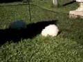 Maltés video
