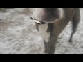 Boomer's First Snow