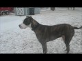 Boomer's First Snow