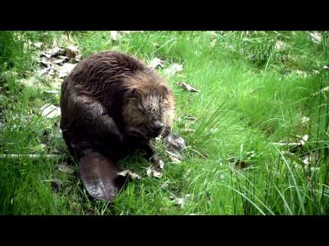 Das Biosphrenreservat Mittelelbe - ein naturnahes Paradies | Imagefilm