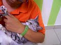 Cat spa session Cat spa session