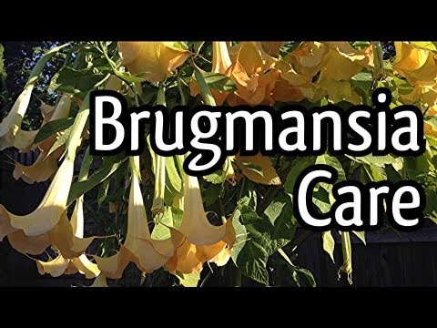 how to fertilize brugmansia