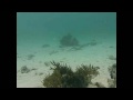 Psycho - The Moray Eel