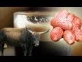 Beer made with BULL TESTICLES - The Guyism ...