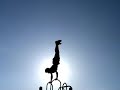 Click here to watch this video Stunt Man Revolution Promo 1