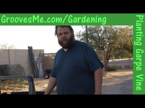 how to grow grapes in tn