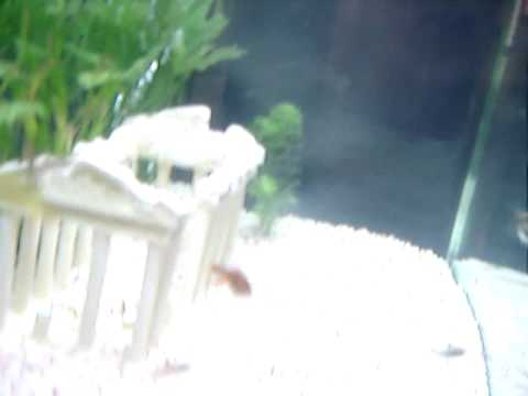 45ガロンの淡水Aquarium