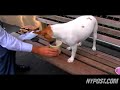 Yogurt: The New Dog Dessert - New York Post