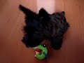 03 Scottish Terrier - Terrier Escoc�s Brincando