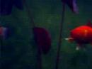 Fish cam Fish cam
