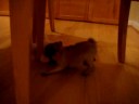 Ginger (The Pug) - Her first day home