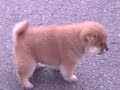 shiba puppy