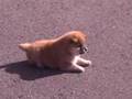 shiba puppy