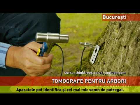 Tomografe pentru arbori, achiziționate de Primăria Capitalei