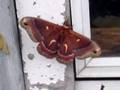 biggest-moth
