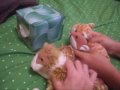 videos de Beanie Town -Episode 2