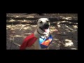 Smiley The Dog - orchestrated.mov