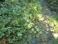 mid state trail hike: descending bald mountain