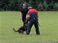 Schutzhund 3 Protection Routine Jutta