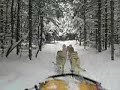 Dog Sled ride on the bush trails Huntsville, Ontario