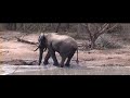 nyala and elephant sharing waterhole