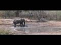 nyala and elephant sharing waterhole