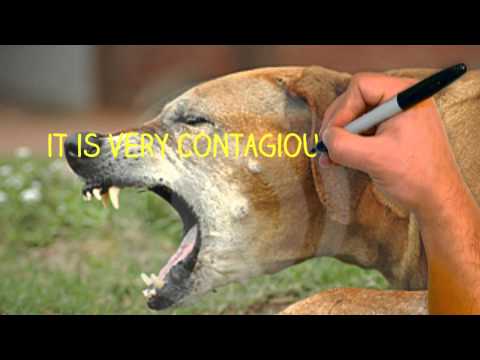 how to get rid kennel cough