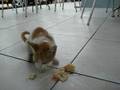 videos de Feeding a stray at Starbucks