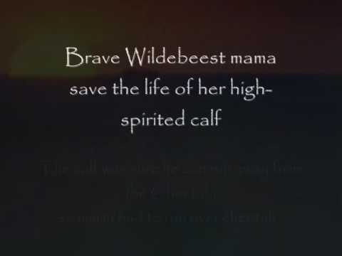 BEST MAMA - Part2 Wildebeest Oryx ...