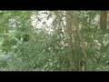 Canon ZR850 Test Video