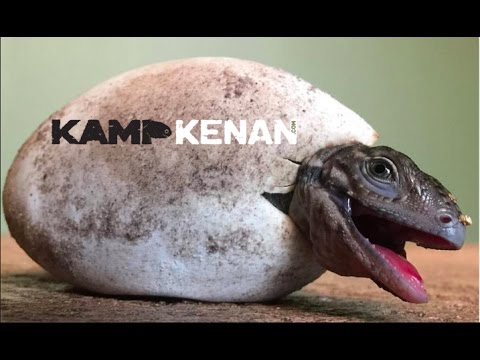 YouTube reptile video