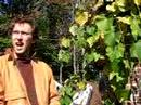 Josh Viertel: garden aesthetics