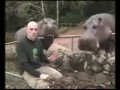 Passeio Animal - Hipopótamo