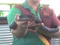 thai-cobra-charming.html