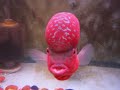 Lynchy Big Head breeding www.exotictrading.net Lynchy Big Head breeding www.exotictrading.net