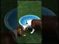 Psia príhoda s bazénom