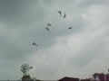 Wau Malaysian Wau Malaysian