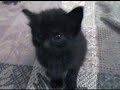 Kitten meowing at camera