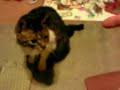 Gatto bang