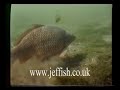 carp underwater